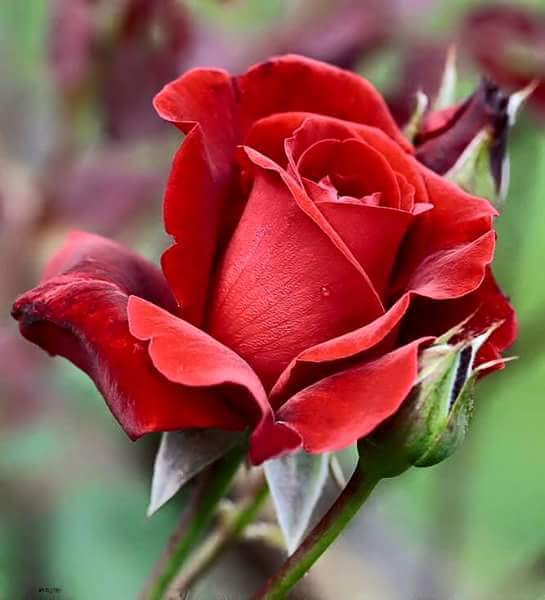 gurses_eze51831's tweet photo. EY #ASK HANi #OZLEM cekiyorsun ya #sevgiliye
BiL'Ki #SEVGiLiDENDiR ,,, #ÖZELiMiN #özu
Odur Asil Sana #Özlem Duyan,,
Cunku O #TUTUSTURMAYINCA ALEVi,,
Kimsede olmaz#ATES...
VE ASK #ATESi once #SEViLENE
#ONDAN SONRA SEVENE #DÜŞER,..... https://t.co/w4WrN69WF8