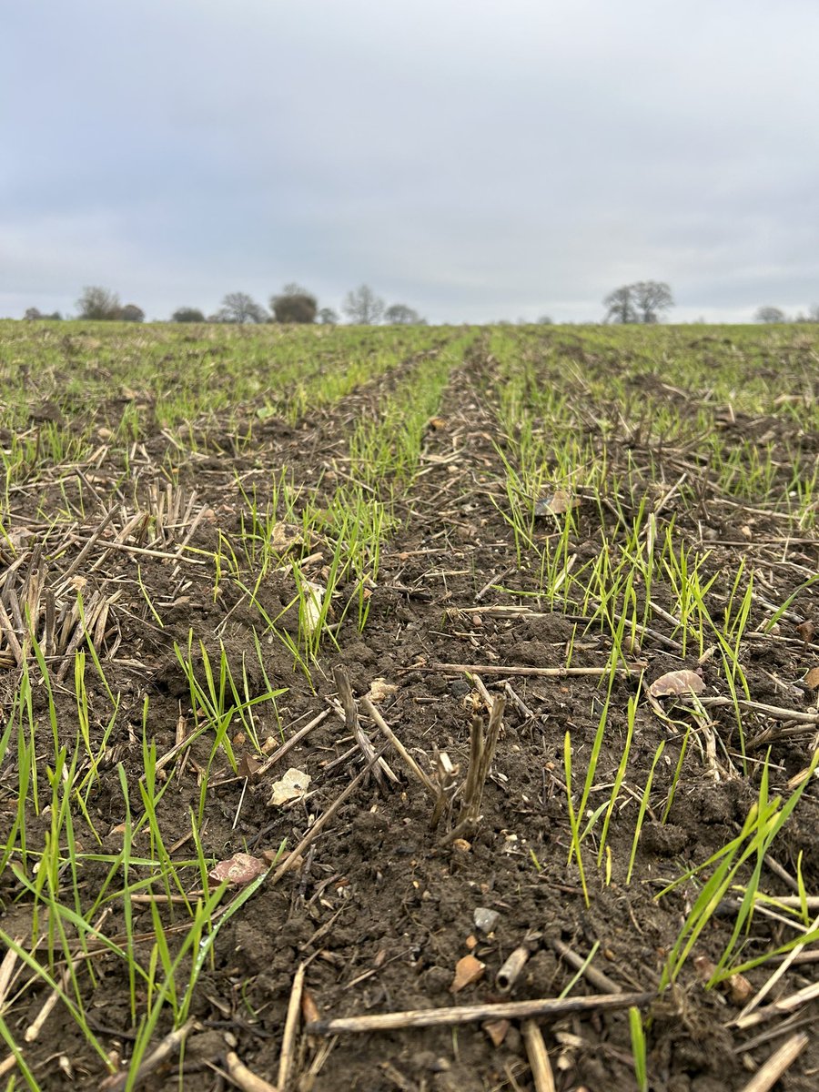 Louis Stephenson tweet media