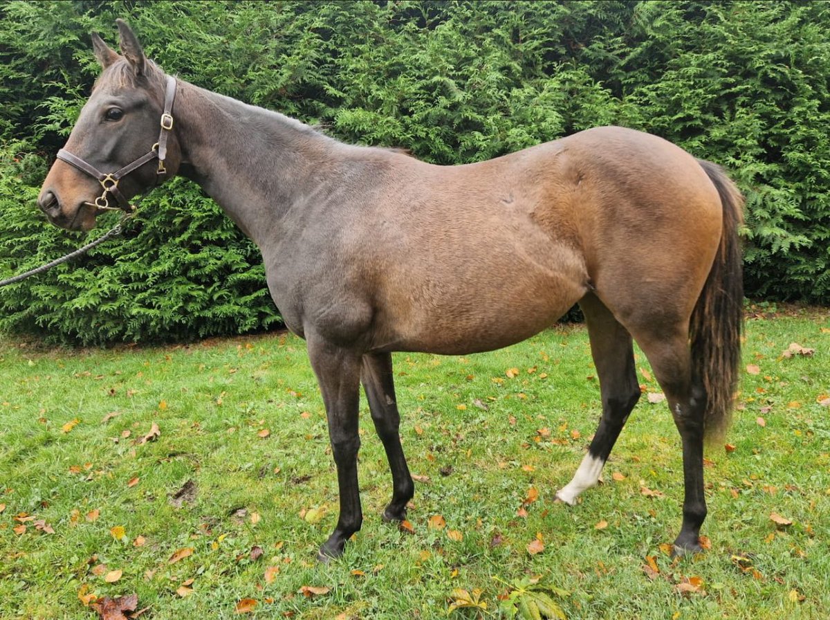 GaryDownie1's tweet photo. @MingulayT @BarraIsland Having been inspired by the trip this past Summer to the Hebrideas @MingulayT and tales by @ChrisCachiaZamm we are naming the new racehorse Mingulay Boat. Nice tune sung by #TheCorries also at one time. https://t.co/R8tqWST1vG