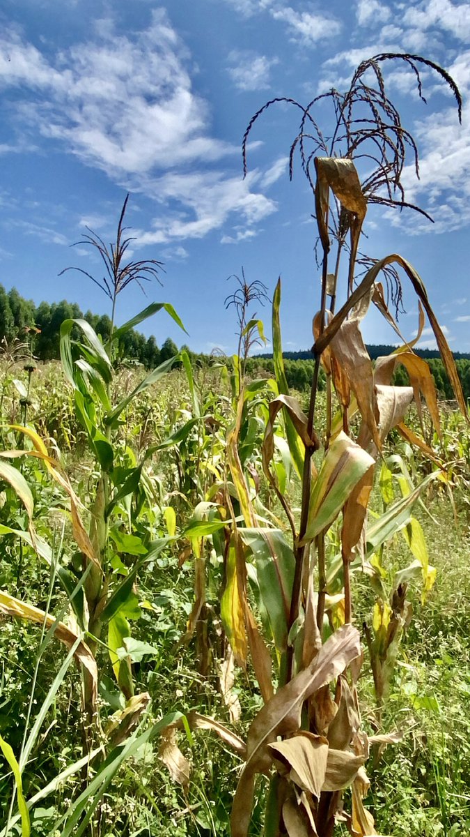 JoSsegawa's tweet image. Dear @MAAIF_Uganda, Mubende is renowned for maize farming, but there’s a harmful practice you should investigate: farmers using #WeedMaster herbicide to hasten drying. This is dangerous to consumers and threatens the market for the produce. #OverToYou