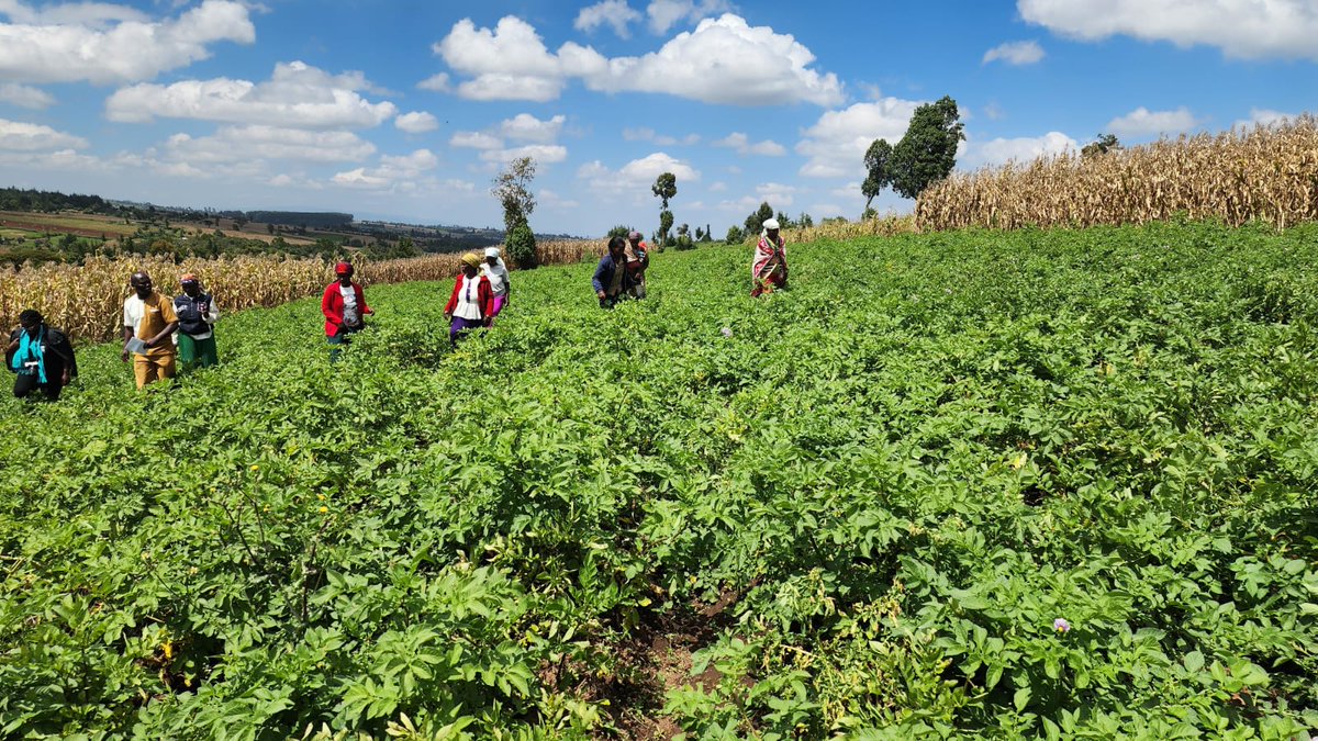 Ogiek Peoples' Dev. Program (OPDP) (@ogiekpeoples) on Twitter photo Saptet self help group is one of the 16 beneficiaries of the ongoing economic empowerment project by <a href="/fsc_if/">FSC Indigenous Foundation</a> and <a href="/OgiekPeoples/">Ogiek Peoples' Dev. Program (OPDP)</a> .Today @OPDP conducted a site visit to follow up on the progress of the group's potato farming. Saptet self help group is one of the 16 beneficiaries of the ongoing economic empowerment project by <a href="/fsc_if/">FSC Indigenous Foundation</a> and <a href="/OgiekPeoples/">Ogiek Peoples' Dev. Program (OPDP)</a> .Today @OPDP conducted a site visit to follow up on the progress of the group's potato farming.