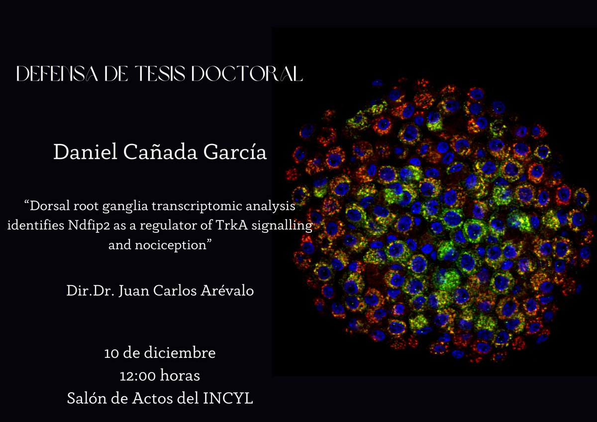Incyl_Usal's tweet photo. 🎓 PhD Defence: 
@Daniel_Canada  presents: 
🧬 "Dorsal root ganglia transcriptomic analysis identifies Ndfip2 as a regulator of TrkA signalling and nociception"
👨‍🏫 Supervisor: Dr Juan Carlos Arévalo
📅 10 December, 12:00
📍 INCYL
Come support his amazing work! 👏🧠 https://t.co/Ay2TGJN7AO