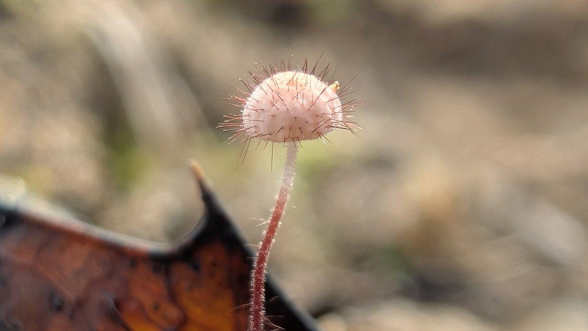 Best time of year to get under those Holly trees to find this under recorded fungi, this is only the second record for Kenfig!
Can you find one ?
Holly Parachute (Marasmius hudsonii)
#fungi #macro #GooglePixel