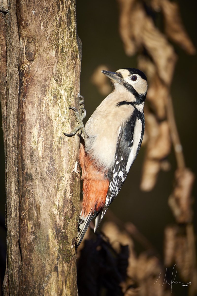 FreemanWildlife's tweet photo. Here’s the lesser spotted woodpecker I photographed last week at Clough Head. Really stunning to see so close up. 
#woodpecker  #rspb https://t.co/yJXftay12a