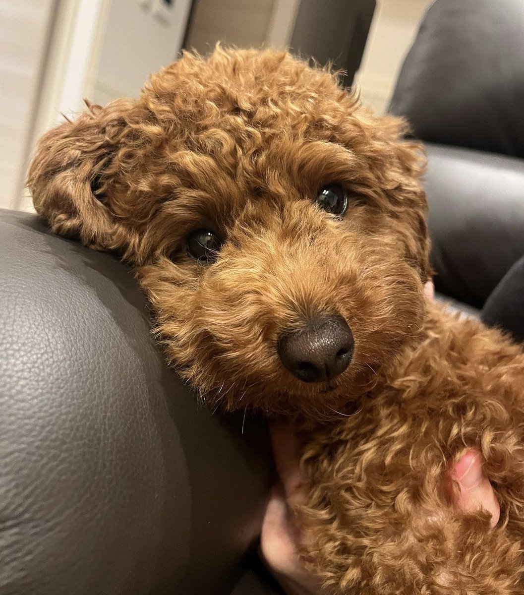 Evet Turuncu kanişim 
Köprüden önce son çıkışa geldik...
Kısa zamanda müthiş bi topluluğa sahip olduğunu bir dahada öyle bi topluluğa sahip olamıycağını Anlamanı bekliyoruz.
Bu saatten sonra ya Tarih yazarsın
Yada Tarih oluruz... 
Umutma yavrun <a href="/Baby_Rosa_Inu/">Baby Rosa Inu</a> geleceğide sana