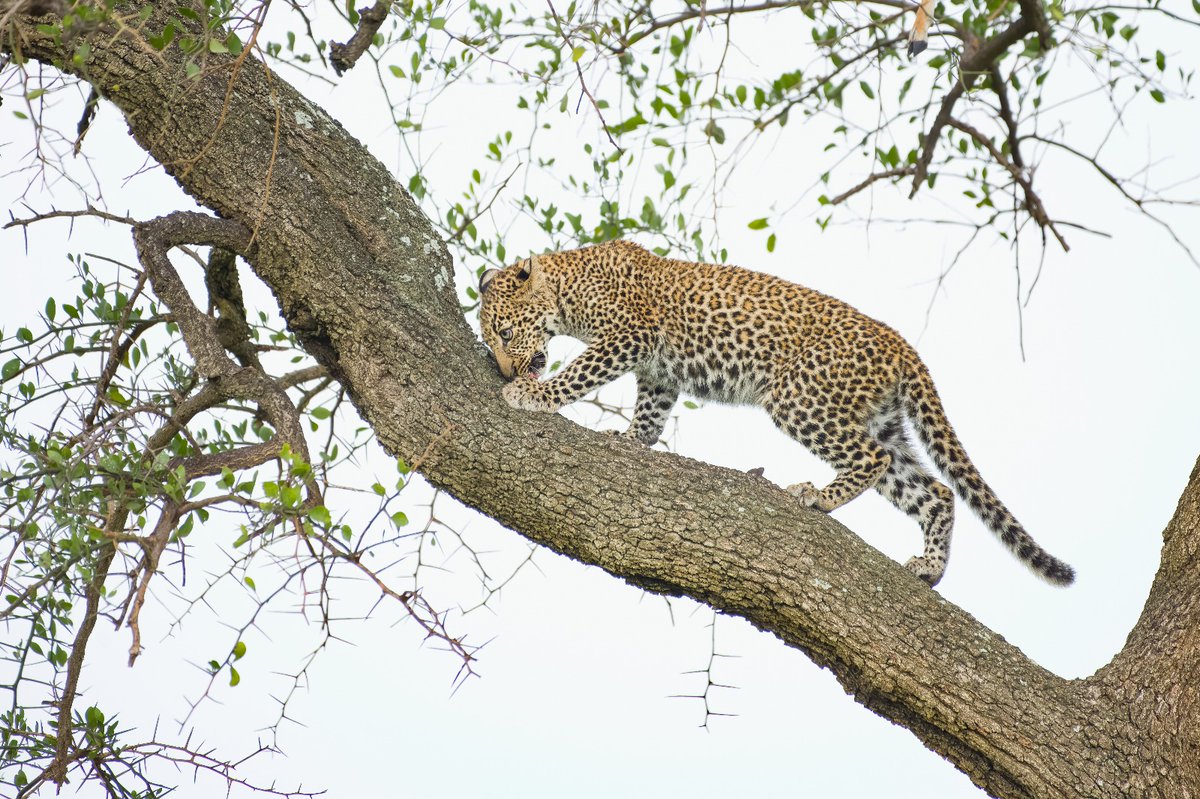 bownaankamal's tweet photo. Leopards of Masai Mara | Kenya
1)Kaboso | Mar 2021
2)Bahati | Apr 2023
3)Jilime | Mar 2021
4)Luluka | Mar 2021
.
.
#africa #animals #animallovers #animal #leopards #bigcats #nikon #nikoncreators #masaimaraleopards #africanleopard #nikkor #nikonnofilter @nikonusa #maasaimara #masaimara #africanwildlife #safari #kenya #wildlife #wildlifephotography #wildlifeplanetmagazine #wildanimals #wildnature #wildlifeonearth #natgeo #natgeowild #natgeoyourshot #yourshotphotographer