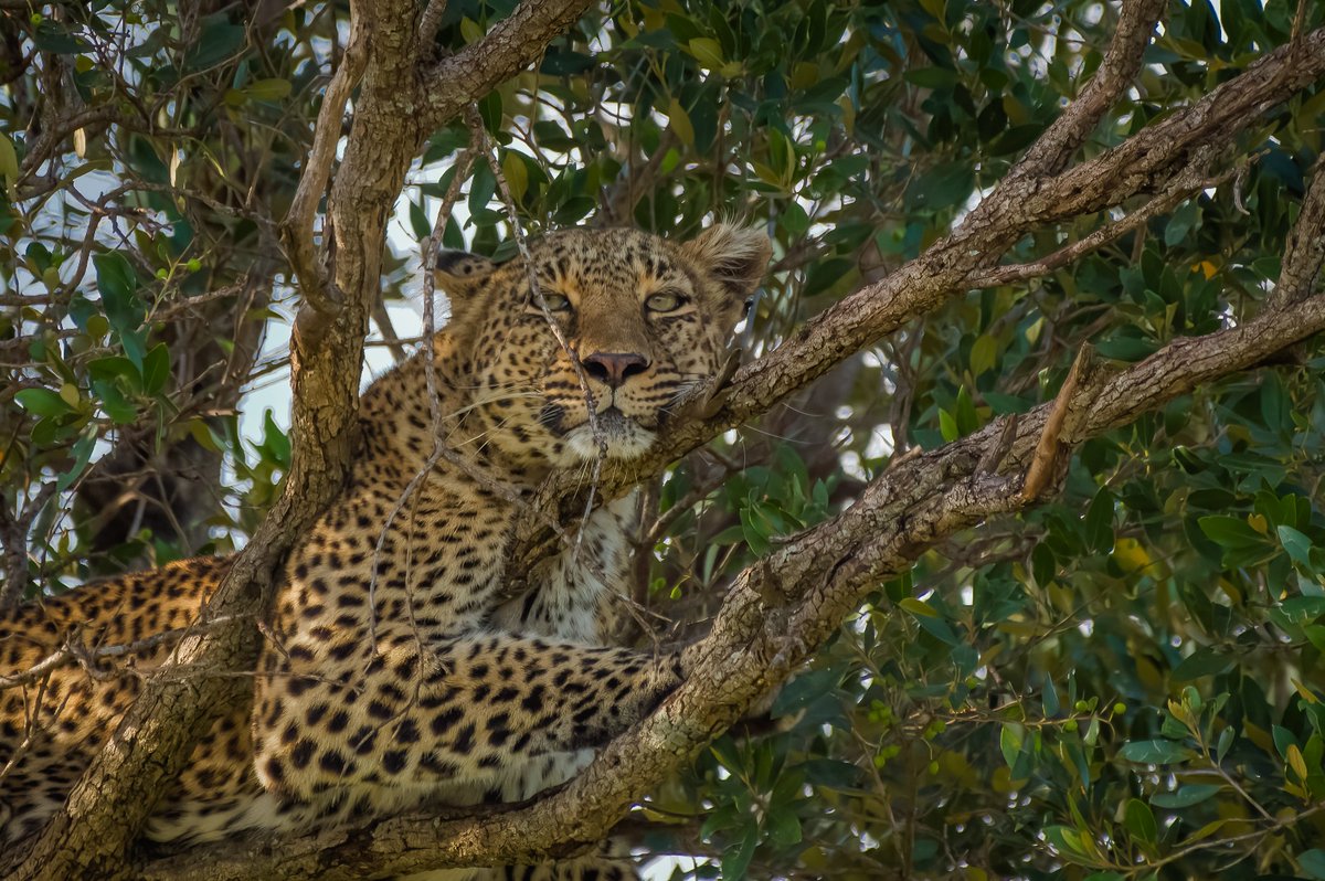 bownaankamal's tweet photo. Leopards of Masai Mara | Kenya
1)Kaboso | Mar 2021
2)Bahati | Apr 2023
3)Jilime | Mar 2021
4)Luluka | Mar 2021
.
.
#africa #animals #animallovers #animal #leopards #bigcats #nikon #nikoncreators #masaimaraleopards #africanleopard #nikkor #nikonnofilter @nikonusa #maasaimara #masaimara #africanwildlife #safari #kenya #wildlife #wildlifephotography #wildlifeplanetmagazine #wildanimals #wildnature #wildlifeonearth #natgeo #natgeowild #natgeoyourshot #yourshotphotographer