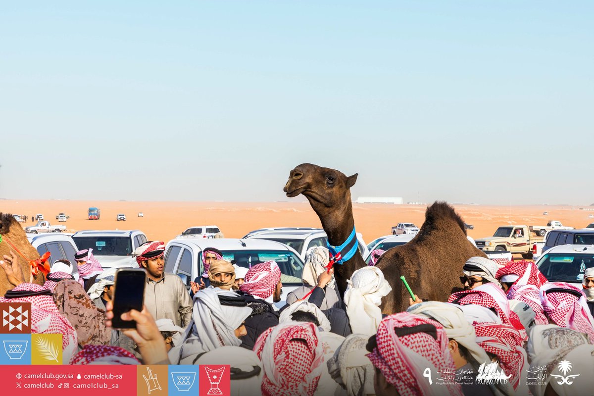 CamelClub's tweet photo. نعيش الأصالة.. ونبني التاريخ 💪🐪

#مهرجان_الملك_عبدالعزيز_للإبل9 
#نادي_الإبل  | #عام_الإبل_2024 https://t.co/qlppk0HFu5