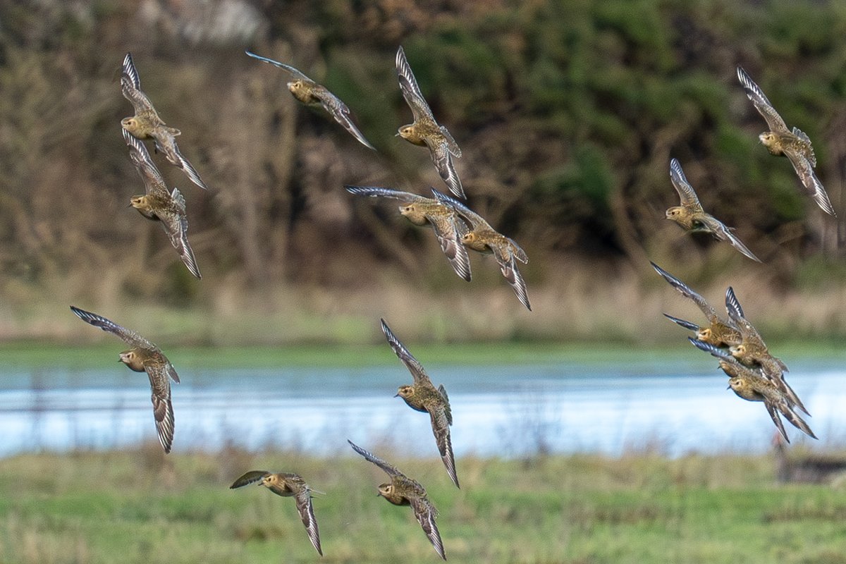 HACPIX's tweet photo. Golden Plover #Keyhaven now in substantial numbers @LymKeyRanger @HantsIWWildlife @Natures_Voice @SightingDOR @CHOG_birds @Allthingswild01 https://t.co/tHqZIpZlrB