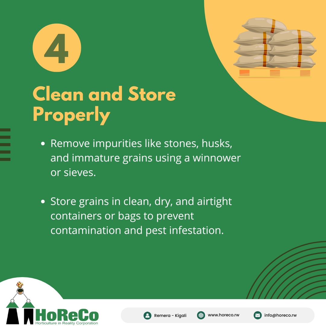 HoReCo_Rw's tweet photo. Brought to you by HoReCo – empowering farmers for better harvests and livelihoods. #RiceHarvesting #PostHarvestTips #QualityGrains #FarmersFirst #horeco 

@RwandaAgri   @RwandaAgriBoard  @AGRA_Africa @MarkBagabe @SERwigamba https://t.co/YBWKI39S9Y