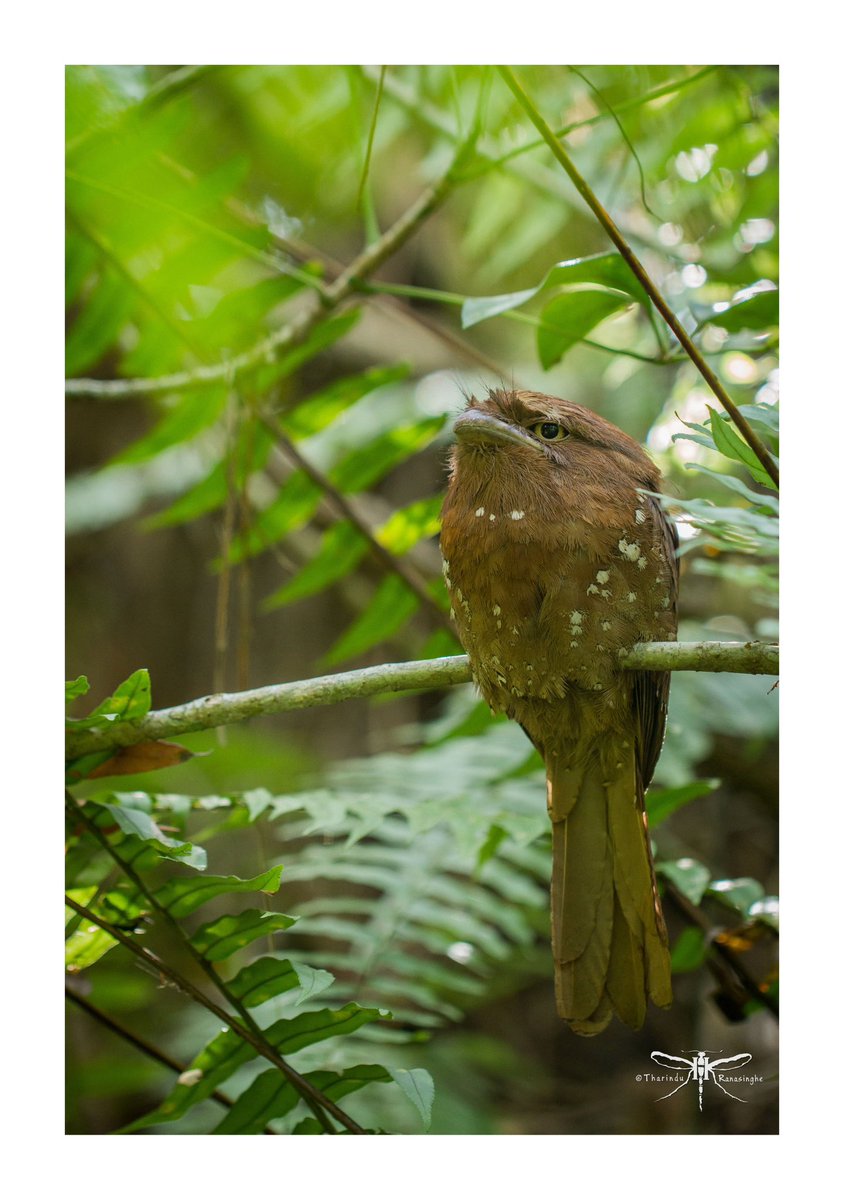 Rest! 

මැඩිමුහුණා.
Sri Lanka Frogmouth.
Batrachostomus moniliger Blyth, 1849

Copyrights © Tharindu Ranasinghe.All Rights Reserved.

#wildlifephotography #birdphotography #srilanka