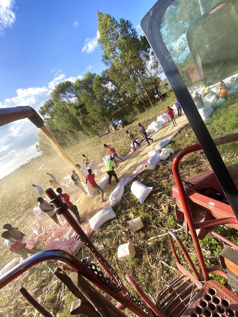 Wacha nivune hiyo kitu initoke🤣

And the 2024 season,finally comes to an end…

Scratch that..not with a 16% moisture😖

Seed:DKc97-09&amp;KenyaSeed6213

Fertilizer:Mbolea Ni Yara

Challenges:Lodging and overpopulation

Wins:Good yield and Regenerative Ag adoption.

#MboleaNiYara