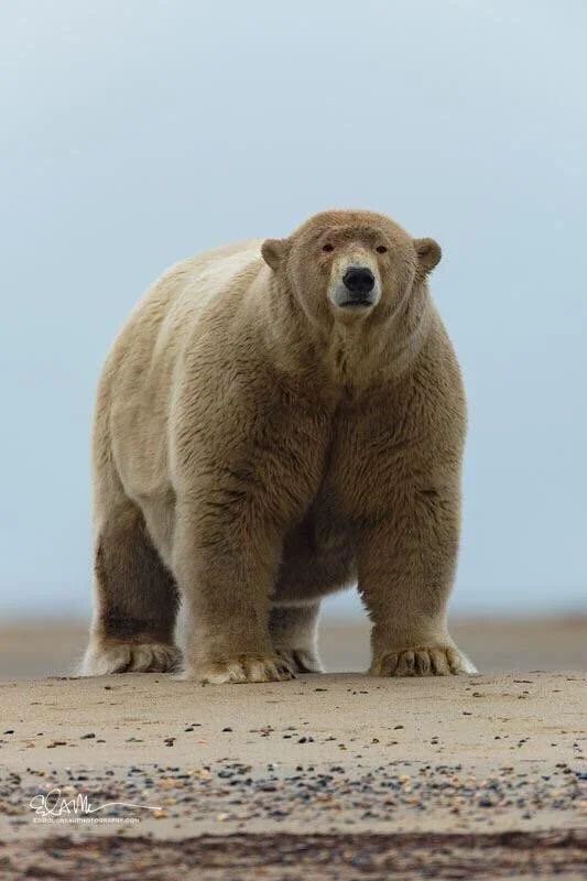 Meet Fat Albert, he is the heaviest polar bear in Alaska. The average polar bear should weigh around 450kg (1000lbs), though Fat Albert weighs a whopping 679kg (1500lbs).