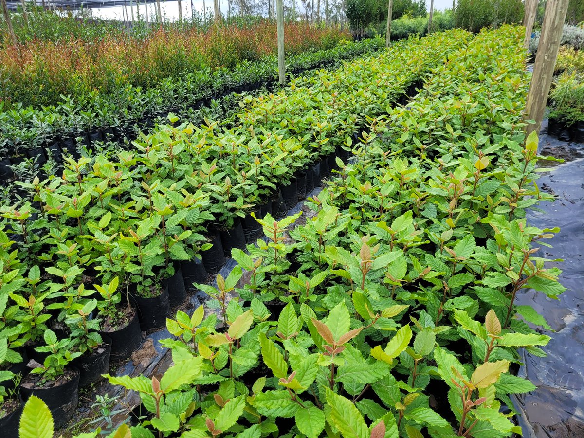 We 💚 Growing 

Making a difference one Tree at a time.

#NguniNursery #QualityPlants #locallygrown #GrownInMkakhanda