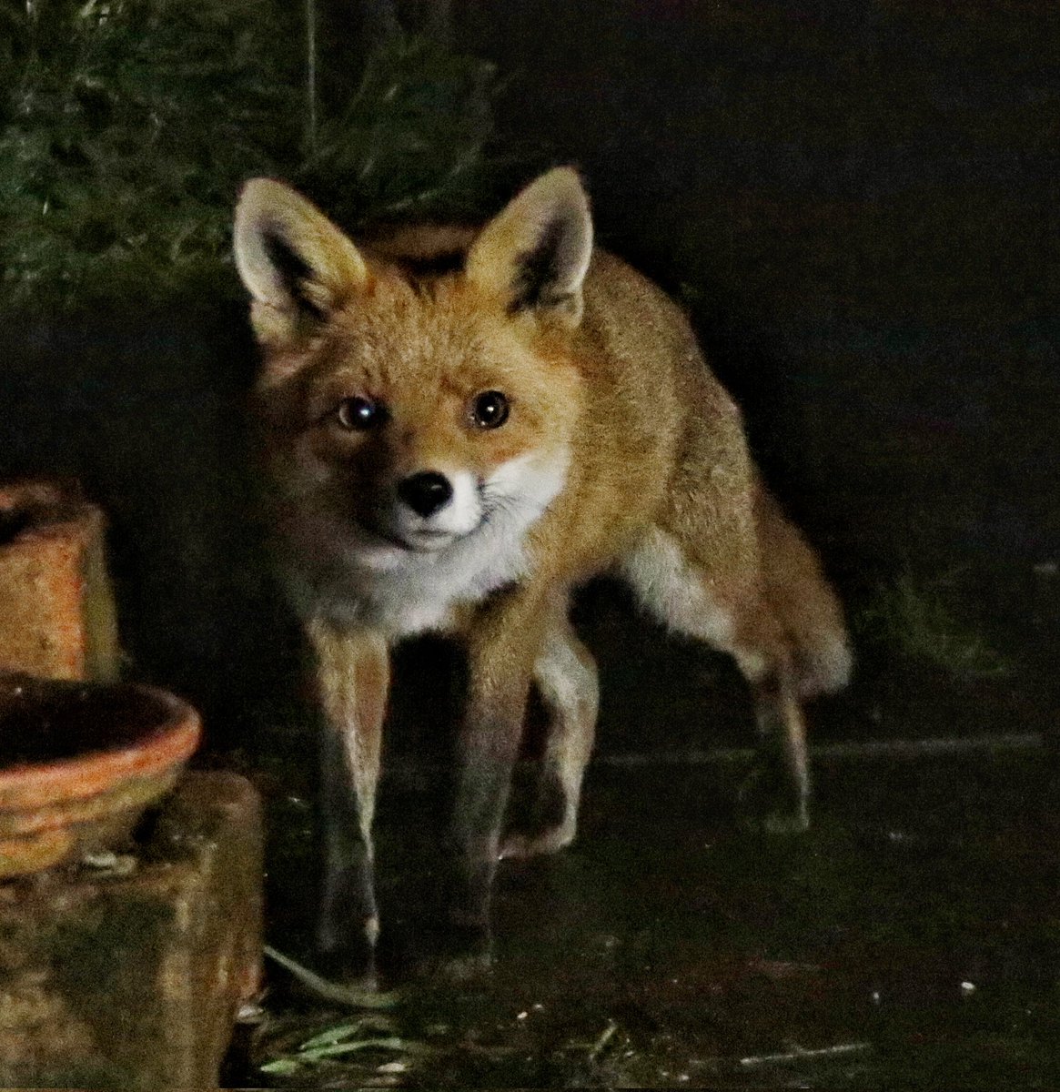 Foxy