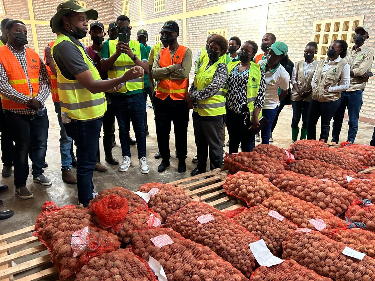 During a field visit to the Rumbuka Seed Company warehouse in Kamonye Region, Rwanda, Ephraim Wachira from KEPHIS conducted a training session on potato seed quality management and certification standards.