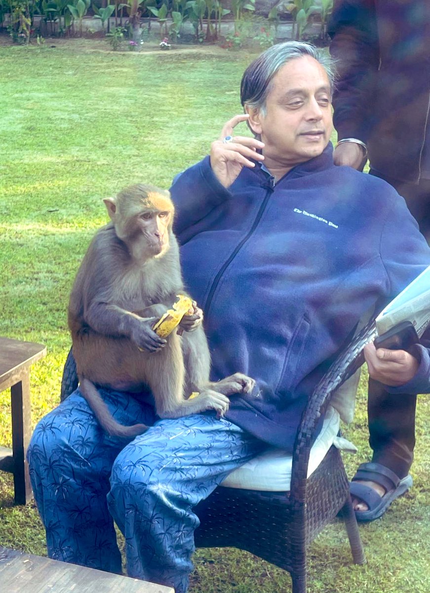 ShashiTharoor's tweet image. Had an extraordinary experience today. While i was sitting in the garden, reading my morning newspapers, a monkey wandered in, headed straight for me and parked himself on my lap. He hungrily ate a couple of bananas we offered him, hugged me and proceeded to rest his head on my…