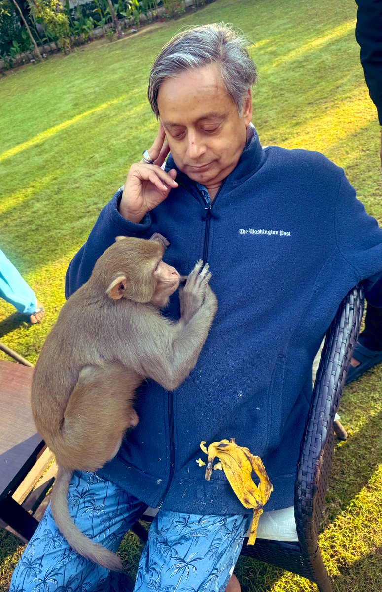 ShashiTharoor's tweet image. Had an extraordinary experience today. While i was sitting in the garden, reading my morning newspapers, a monkey wandered in, headed straight for me and parked himself on my lap. He hungrily ate a couple of bananas we offered him, hugged me and proceeded to rest his head on my…