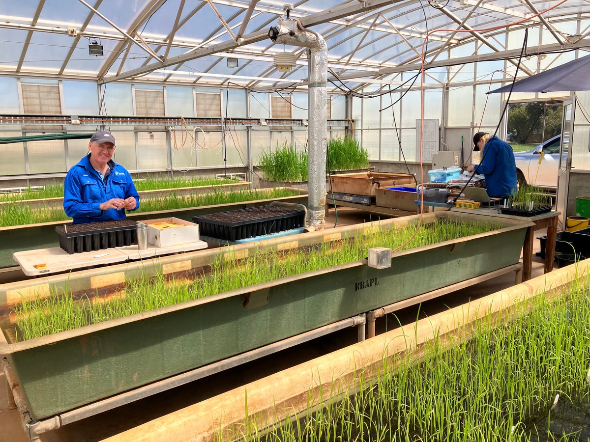 AgriFutures Australia (@agrifuturesau) on Twitter photo <a href="/RiceBreeding/">Rice Breeding Australia</a> has announced the construction of state-of-the-art #ricebreeding facilities in the Riverina, including a 528m² glasshouse and a 3ha bird-proof field nursery! 🌾
This will double the program's capacity, speeding up the delivery of high-yield, water-efficient <a href="/RiceBreeding/">Rice Breeding Australia</a> has announced the construction of state-of-the-art #ricebreeding facilities in the Riverina, including a 528m² glasshouse and a 3ha bird-proof field nursery! 🌾
This will double the program's capacity, speeding up the delivery of high-yield, water-efficient