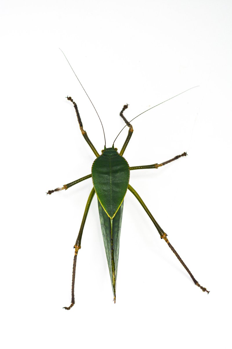 Over 10 dagen start mijn wandelende takken- en bladerenexpo in het Arboretum Kalmthout! Hierbij alvast enkele soorten die er van 14/12 tot en met 5/1 te vinden zullen zijn (als je goed tussen de blaadjes zoekt 😉): 
#expo #insecten #wandelendetak #toerisme #visit #kalmthout