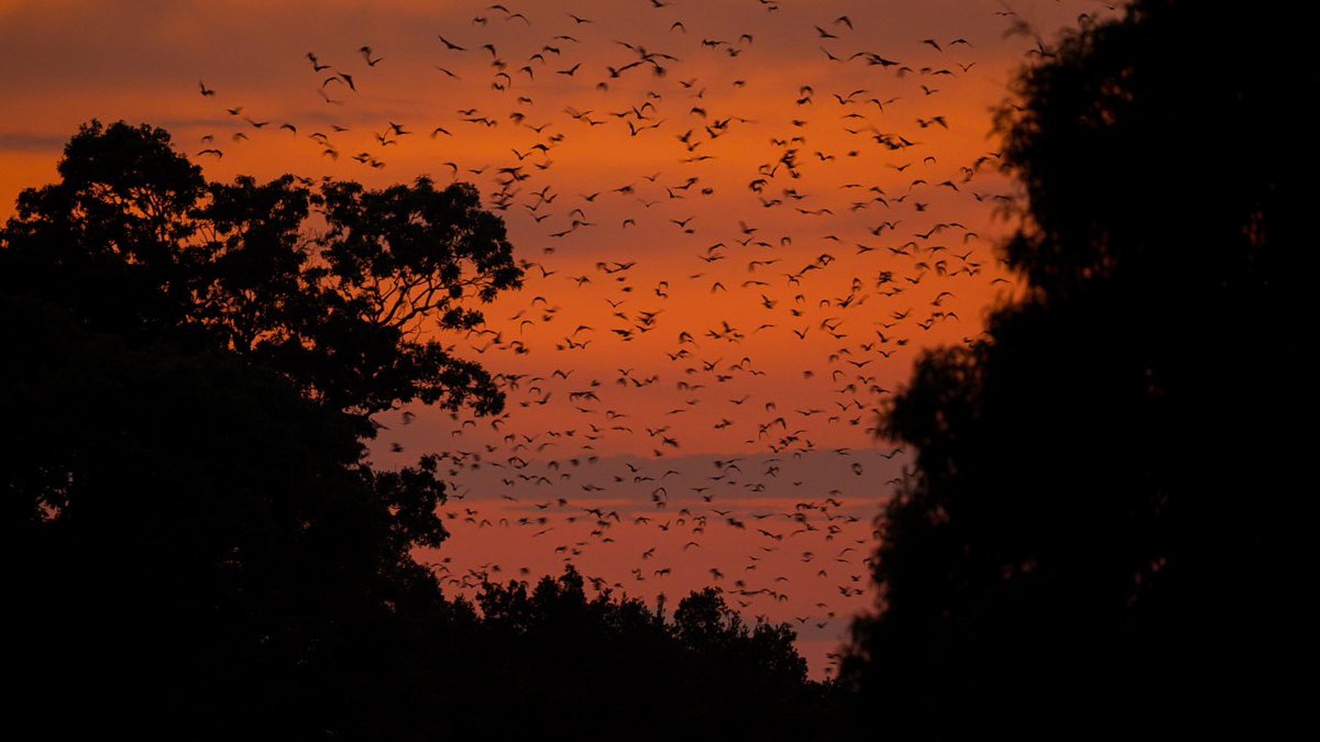 TourismZambia's tweet photo. The world's largest mammal migration on the planet is currently happening in Zambia at Kasanka National Park, located in the Central Province.
🦇Head to Kasanka National Park to witness this incredible wildlife event.
#zambiatourism #TakeAHolidayYamuLoko #batmigration https://t.co/4VUHpwL3cB