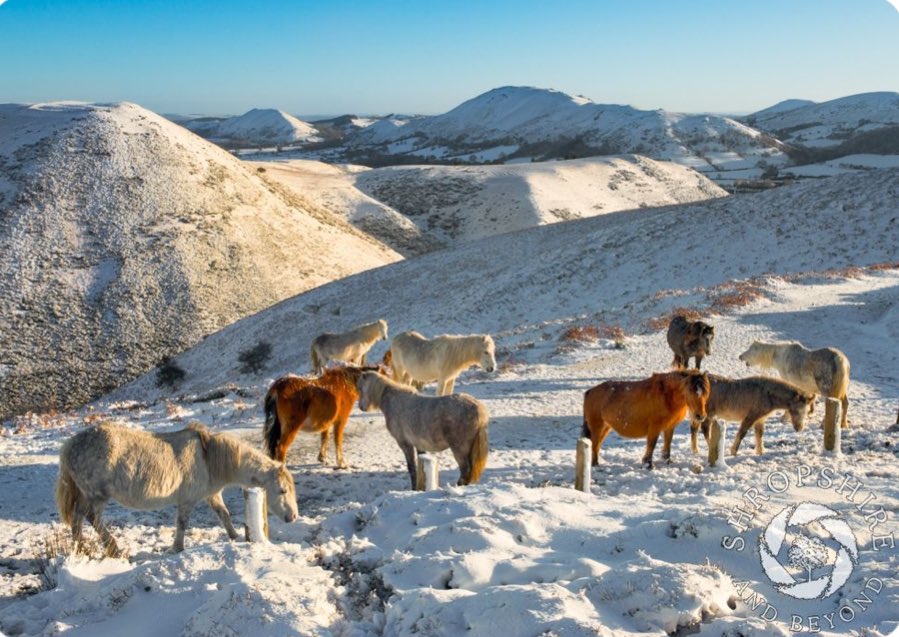 DeanSouthwark's tweet photo. Loving the pictures of Shropshire, my home County, on Bluesky   - here is the Long Mynd @shropshirebeyond.bsky.social  #Shropshire https://t.co/Wbt1cbMcGg
