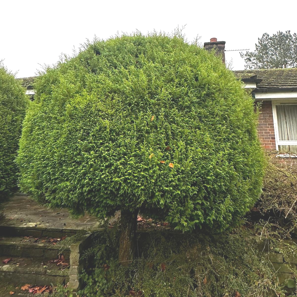 Our garden maintenance team in Leek worked their magic on this conifer, giving it a fresh shape and enhancing its aesthetic appeal. Your garden deserves the best! 🌿💚 Contact us today: blueirislandscapes.co.uk/gardener-in-le…

#GardenMaintenance #Gardening #HedgeCutting #ConiferCare #Leek