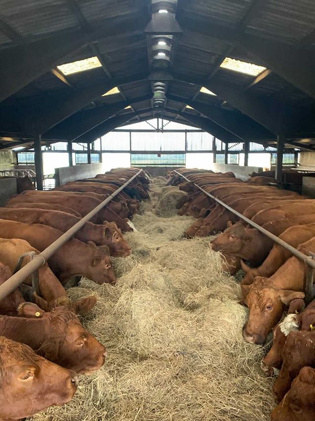 Winter feed costs can be high, but our 10+ years of Feed Efficiency Trials  have helped breed cattle that save you money by using feed more effectively. See the trial in action at the Mairs Open Day next Wednesday! Sign up here: stabiliser.co.uk/stabiliser-cat… #FeedEfficiency