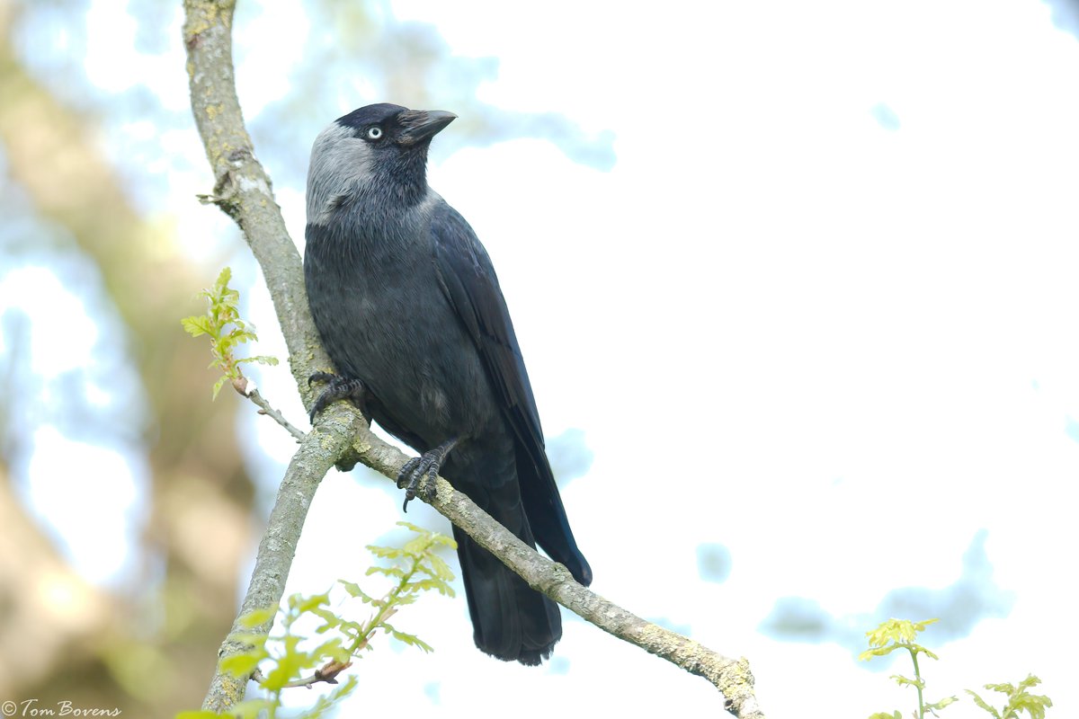 TomBovens's tweet photo. De vogel van het jaar 2025, dat wordt een moeilijke keuze, de kandidaten zijn alle vier prachtige vogels! @vogelinfo #ekster #kauw #roek #zwartekraai https://t.co/owNGkvxFF2