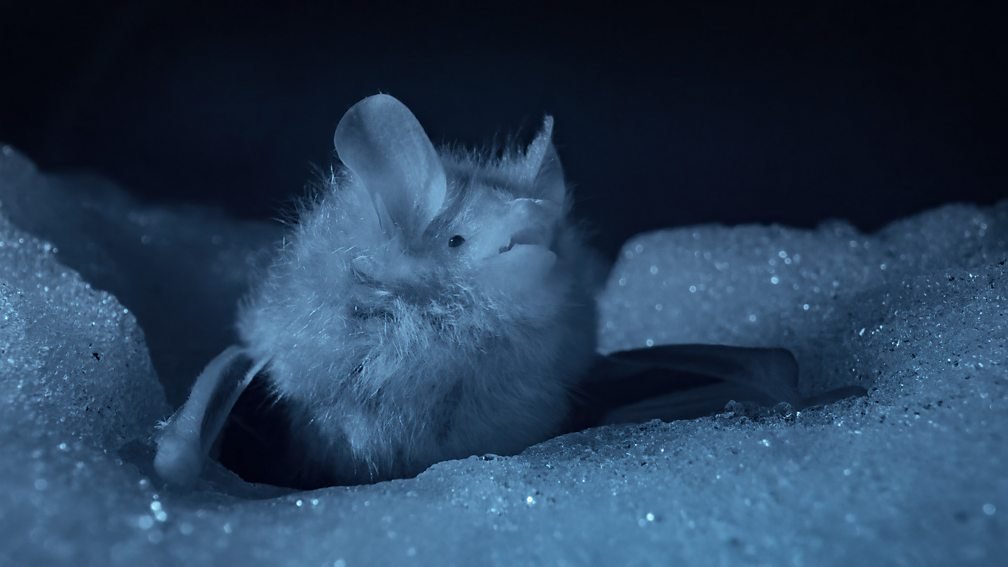 _BCT_'s tweet photo. There are over 1400 described species of bat in the world, each unique and special. The Ussurian tube-nosed bat, which featured on #BBCEarthAsia, is a species that hibernates IN SNOW! https://t.co/YM9qzIYaEm https://t.co/C0Pbp8qdqx