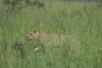 akandatours's tweet photo. Wildlife! https://t.co/eStGBqE3Oy