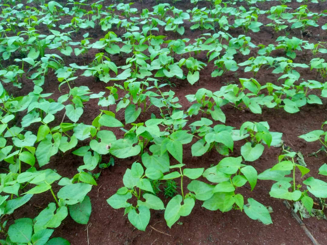 NKUNZIMANA98301's tweet photo. Umwavu uriko urageragezwa wa @COEJEBU_Burundi muburere bwinshi. Twaciye kumurima uri  @Gitega i kamuna wa sosiyete @ntawama irongowe na @NtamakiriroLevy, imirima y'ibiharage n'ibigori isa neza. Twaganirije abahakikuje, baremeza ko uyo mwavu umeze neza, bagatangarira iyo mirima. https://t.co/CbQffA8Ujp