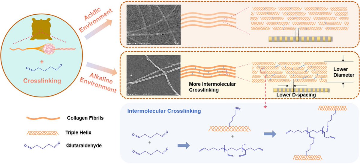 Improving the crosslinking of collagen casing and glutaraldehyde by facilitating the formation of conjugate structure via pH  

Zhe Yu, Jingmin Wu, Ting Zhang, et al. from Jiangnan University, Universiteit Gent, etc.

doi.org/10.1186/s42825…