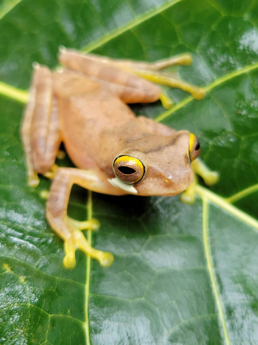 Rain and flash floods really bringing out the #frogs! This Rhacophorus was nearly white a few minutes before this photo