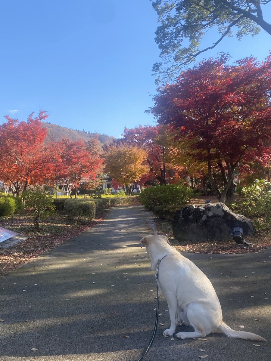 SweetFrankFC's tweet photo. 紅葉🍁とオイラ

#紅葉 #紅葉狩 https://t.co/7BQlvDveSn