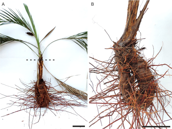 🚩The beauty in the struggle to be a #rhizomatous #palm 
When we think about palms, we may remember the beach, coconut... but it seems like something is missing.  It is hard to find mention of palm rhizomes, even among us #belowground people
More ▶️1url.cz/j1Zx1
#ExFuMo