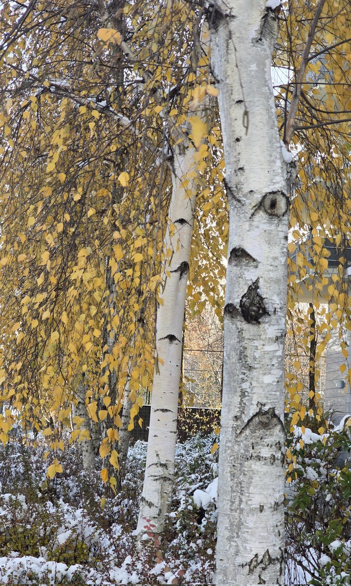 justyna_buszko's tweet image. #AlphabetChallenge #WeekWforWhite