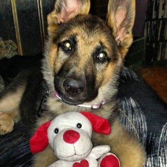 SAM_BradsDOG_CTO tweet media