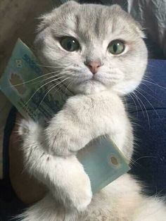 المها  tweet media