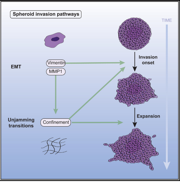 Pouyan Boukany (@pboukany) on Twitter photo In our new collaborative work with <a href="/gijsjekoenderi1/">Gijsje Koenderink</a> and <a href="/PtenDijkeLab/">ten Dijke Lab</a>, we link mechanochemical cell-ECM interactions to EMT and unjamming states. Big congrats to Anouk and Zaid (our leading authors).🥳👏 👇cell.com/iscience/fullt… In our new collaborative work with <a href="/gijsjekoenderi1/">Gijsje Koenderink</a> and <a href="/PtenDijkeLab/">ten Dijke Lab</a>, we link mechanochemical cell-ECM interactions to EMT and unjamming states. Big congrats to Anouk and Zaid (our leading authors).🥳👏 👇cell.com/iscience/fullt…