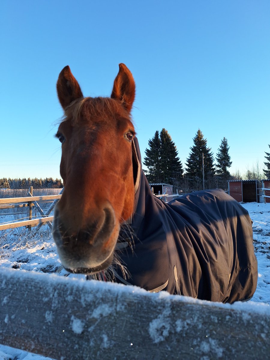 MiYliheikkila's tweet photo. Tänään on hyvä päivä = ravipäivä. Kimppahevosemme #Bramee @VermoAreena L4/6. Tommi Kylliäinen ohjastaa ja Kaisa Tupamäki-Kukkamo valmentaa. #ravit https://t.co/M2V45h7Vv6