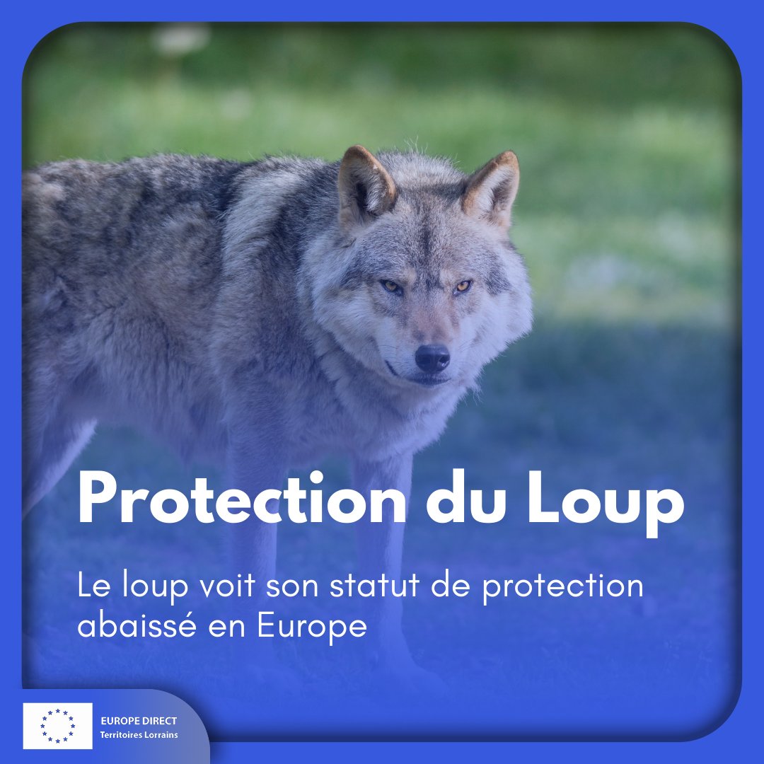 🐺🛡️ LE LOUP VOIT SON STATUT DE PROTECTION ABAISSE EN EUROPE

🔎 Le Conseil de l’Europe a validé une proposition de l’#UE visant à modifier le statut de protection de l’animal. Le loup ne sera plus une espèce “strictement protégée”, mais seulement “protégée”.