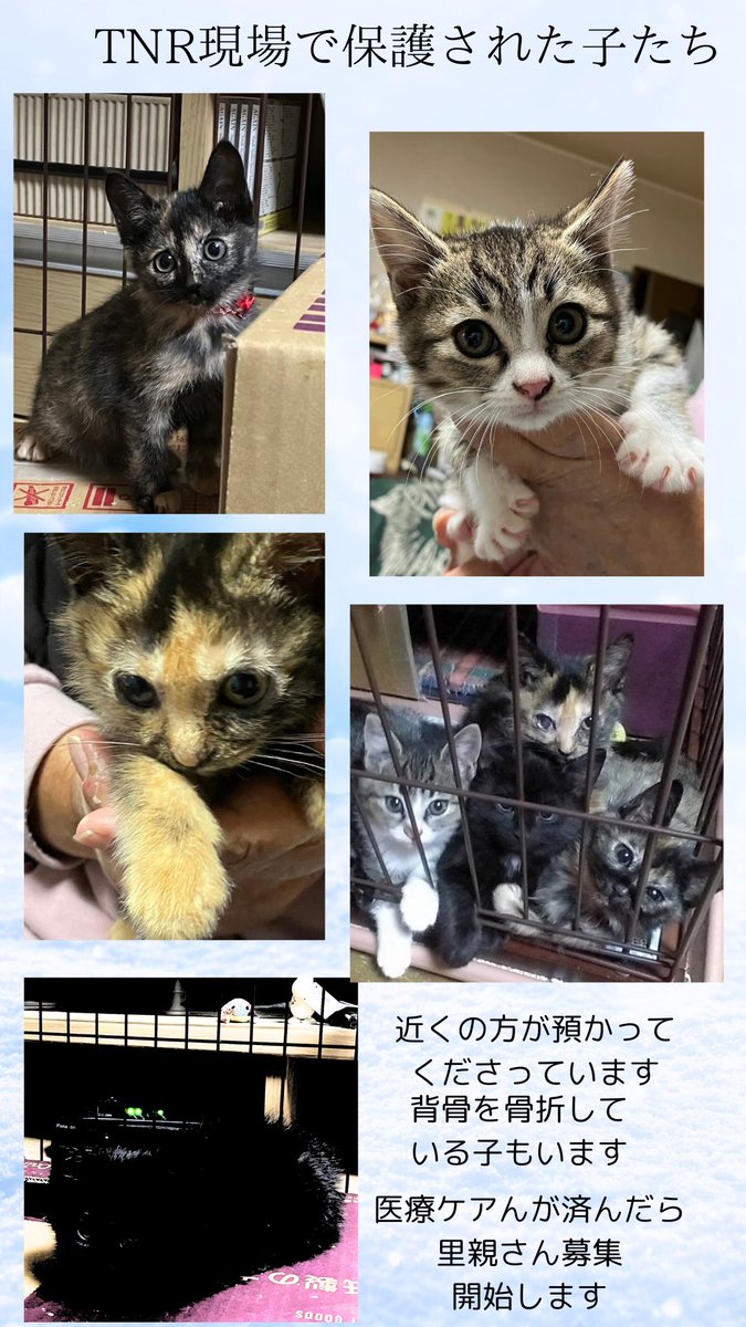 5きょうだいを保護、今日このげんばでのTNRは♀4.♂1 計５頭でした。