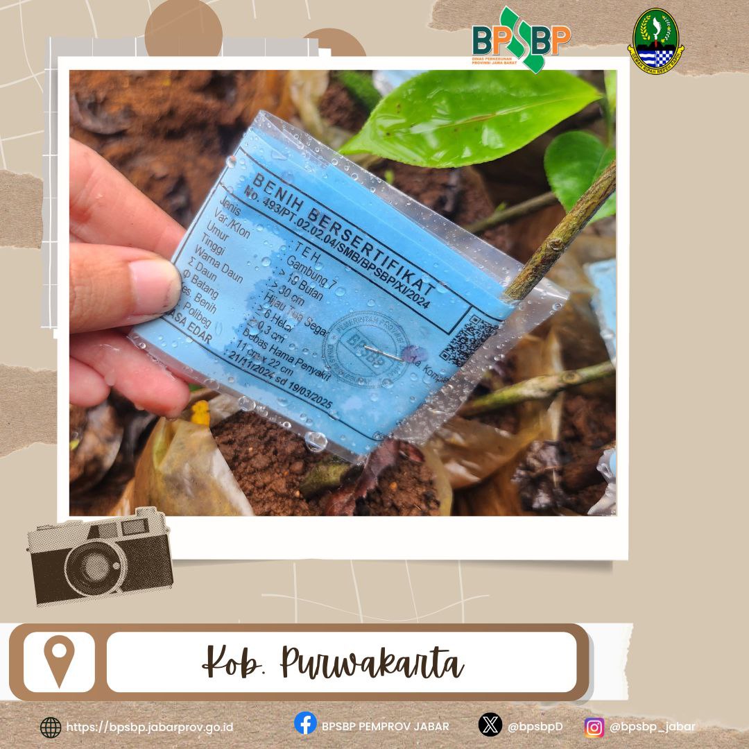 Selamat Sore #wargibun

 Pengawasan Pemasangan Label Benih Teh di Kabupaten Purwakarta 

BPSBP melaksanakan kegiatan pengawasan pemasangan label benih teh di Kabupaten Purwakarta.