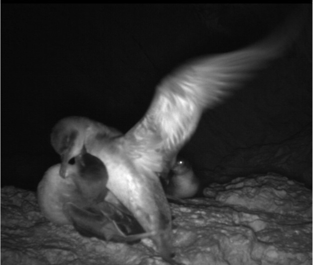 !PhD opportunity! We are recruiting a student to use biotelemetry and modelling to understand bycatch in Europe's most endangered seabird, the Balearic shearwater. If you are interested come to our online Q&amp;A session on 12th Dec. See advert below!
