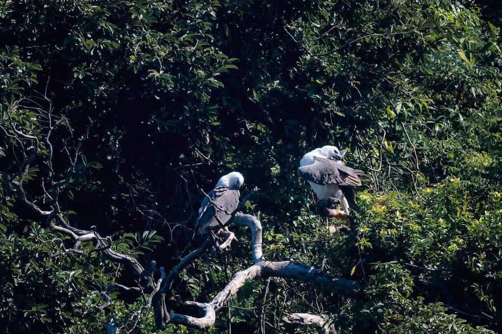 A glimpse of nature's wonder!🌊 On Zhuhai's Wailingding Island, #Guangdong, a rare pair of white-bellied sea eagles has made a grand appearance! 

🦅✨ As national first-class protected animals, these majestic birds are busy nesting, preening, and soaring high above the coastal rocks and lush trees during their breeding season. 💚🌿

 #GreenChina #WildChina #Biodiversity #NatureLover #NatureWonder #WildlifeConservation #BirdWatching