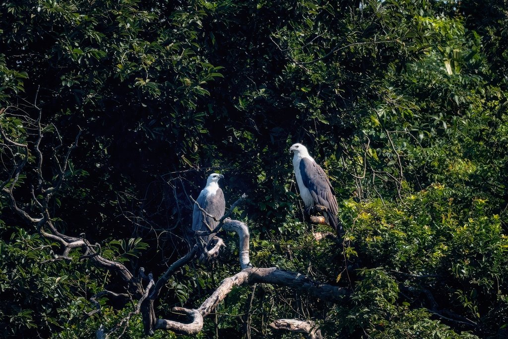A glimpse of nature's wonder!🌊 On Zhuhai's Wailingding Island, #Guangdong, a rare pair of white-bellied sea eagles has made a grand appearance! 

🦅✨ As national first-class protected animals, these majestic birds are busy nesting, preening, and soaring high above the coastal rocks and lush trees during their breeding season. 💚🌿

 #GreenChina #WildChina #Biodiversity #NatureLover #NatureWonder #WildlifeConservation #BirdWatching