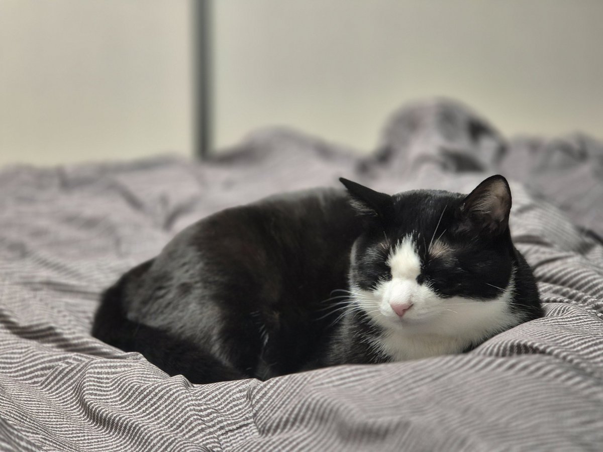 냥생 4번째 겨울을 맞이해서 모나씨도 제법 털이 쪄버렸어요😇