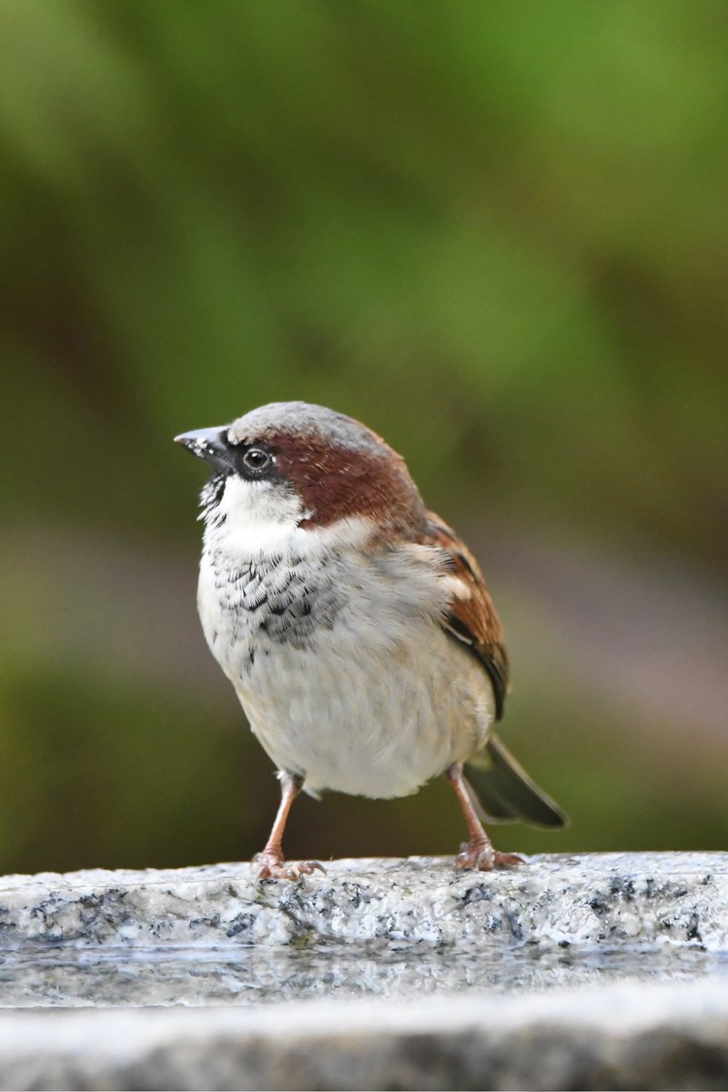 House Sparrow 
Bude Cornwall 〓〓
#Bude #Cornwall 
#HouseSparrow