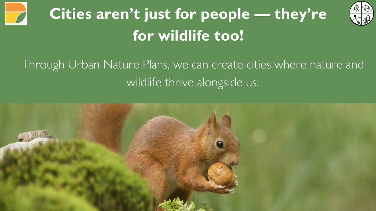 🏙️ Cities aren't just for people - they're home to surprising #wildlife! 🌳🐞 #urbanbiodiversity protects us, enriches life and creates havens for #nature. 💡 Learn how <a href="/UNPplus/">UNPplus</a> is creating space for #nature with #NatureBasedSolutions: urbannatureplans.eu #CareOurEarth